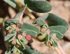 Euphorbia glyptosperma