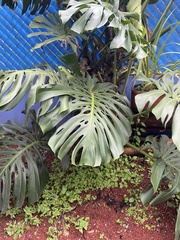 Monstera deliciosa