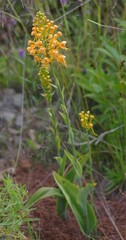 Platanthera ciliaris