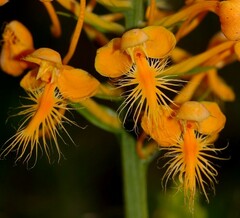 Platanthera ciliaris