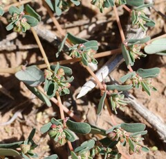 Euphorbia glyptosperma