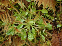 Montia parvifolia