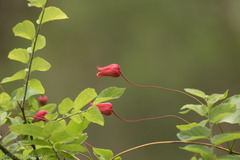 Clematis texensis