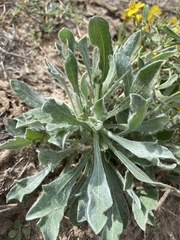 Psilostrophe tagetina