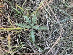 Senecio vulgaris