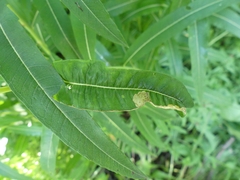 Mompha raschkiella