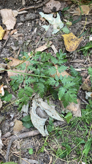 Anthriscus sylvestris