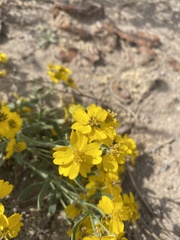 Psilostrophe tagetina