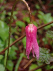 Erythronium revolutum