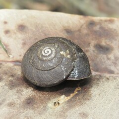 Pommerhelix mastersi