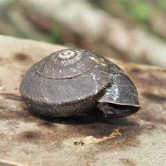 Pommerhelix mastersi