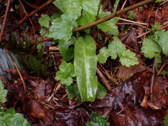 Erythronium revolutum