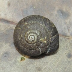 Pommerhelix mastersi