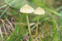Mycena olivaceomarginata