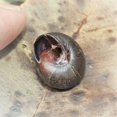 Pommerhelix mastersi