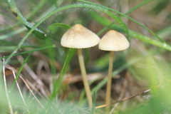 Mycena olivaceomarginata