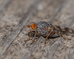 Pseudotephritina