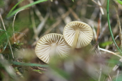 Mycena olivaceomarginata
