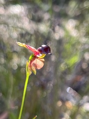 Caleana major