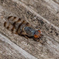 Pseudotephritina