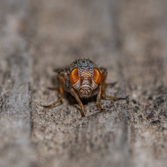 Pseudotephritina