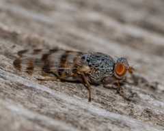 Pseudotephritina