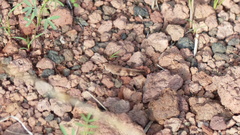 Trimerotropis modesta