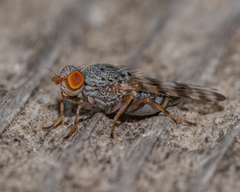 Pseudotephritina