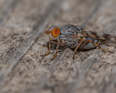 Pseudotephritina