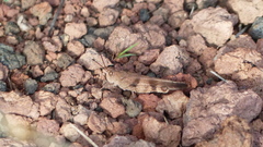 Trimerotropis modesta