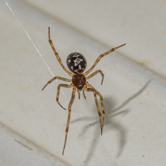 Pseudotephritina