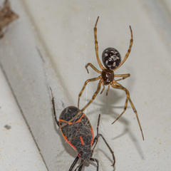 Pseudotephritina