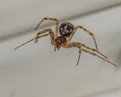 Pseudotephritina