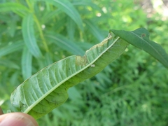 Mompha raschkiella
