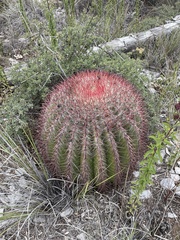Ferocactus pilosus