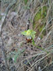 Ophrys fusca