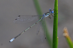 Lestes alacer