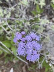 Ageratum