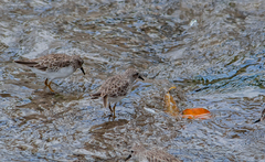 Calidris minutilla