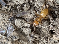 Acanthomyops