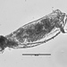 Trichocerca cylindrica - Photo (c) Heather Hawk,  זכויות יוצרים חלקיות (CC BY-NC), הועלה על ידי Heather Hawk