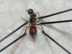 Dasymutilla birkmani