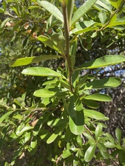 Pyracantha angustifolia