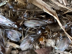 Acanthomyops