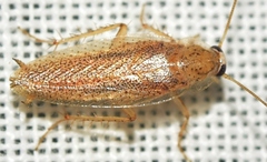Capraiellus panzeri