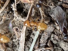 Acanthomyops