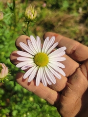 Leucanthemum maximum