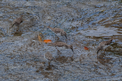 Calidris minutilla