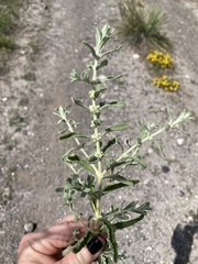 Buddleja scordioides