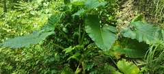 Xanthosoma robustum